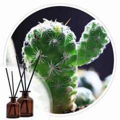 Essencia Cactus Body Store 50 ml