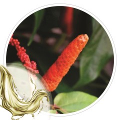 Extrato Glicolico de Jaborandi 100ml