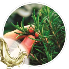 Extrato Glicolico de Alecrim 100ml