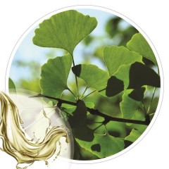 Extrato Glicolico de Ginkgo Biloba100ml