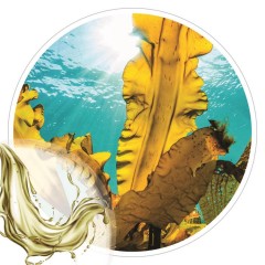 Extrato Glicolico de Algas Marinhas 100ml