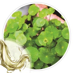 Extrato Glicolico de Centelha Asiatica 100 ml