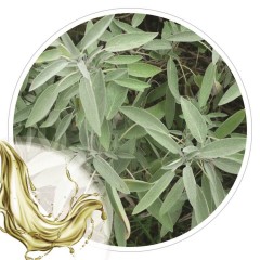 Extrato Glicolico de Salvia 100ml