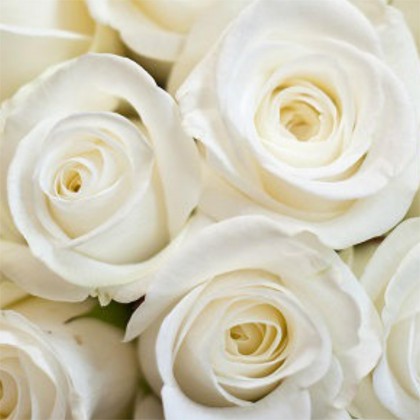 Essencia Rosas Brancas - 50ml