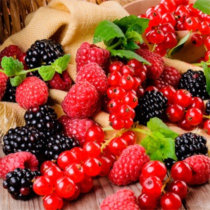Extrato Glicolico de Frutas Vermelhas 100ml