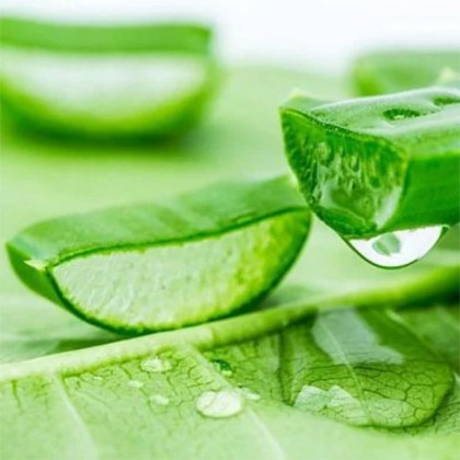 Essencia Aloe Vera / Babosa - 50ml