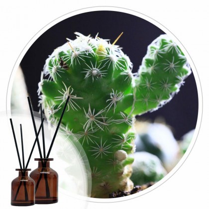 Essencia Cactus Body Store 50 ml