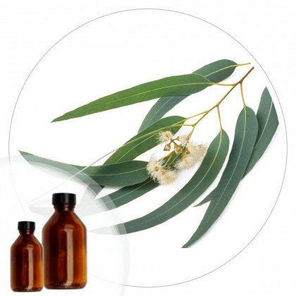 Essencia Eucalipto - 50ml