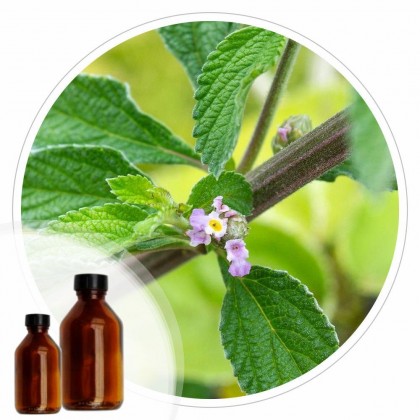 Essencia Erva Cidreira - 50ml
