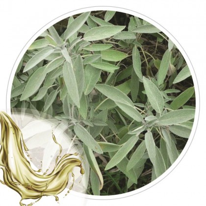 Extrato Glicolico de Salvia 100ml