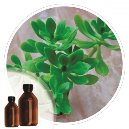 Essencia Balsamo - 50ml