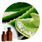 Essencia Aloe Vera / Babosa - 50ml
