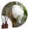 Essência Breu Branco 50ml