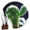 Essencia Cactus Body Store 50 ml