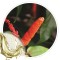 Extrato Glicolico de Jaborandi 100ml