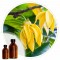 Essencia Ilang Ilang - 50ml