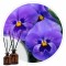 Essência Violet 50ml