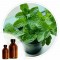 Essencia Menta - 50ml