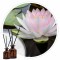 Essência Flor de Lótus 50ml