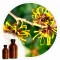 Essencia Hamamelis - 50ml