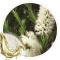 Extrato Glicolico de Melaleuca 100ml
