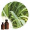 Essencia Citronela - 50ml