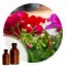 Essencia Geranio - 50ml